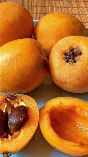 BUAH#Loquat (Biwa)Loquat (Eriobotrya japonica) atau biwa#fyyypp
