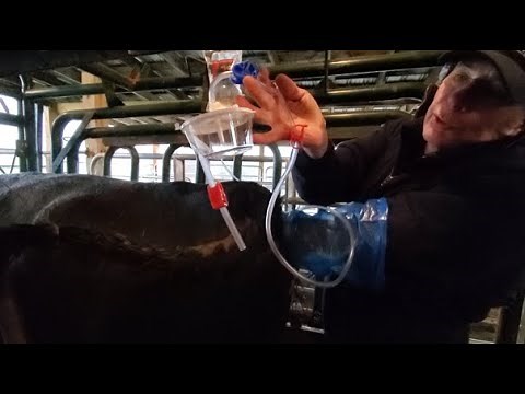 Embryo Transfer | Livin' On The Farm