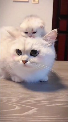 😻 The CUTEST FURRY Babies Ever! Adorable Kittens That Will Melt Your Heart 🐾 #shorts