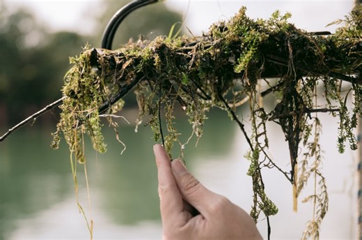 Stemming the Spread: Corps of Engineers Buffalo District Works to Control Hydrilla in the Great Lakes Basin