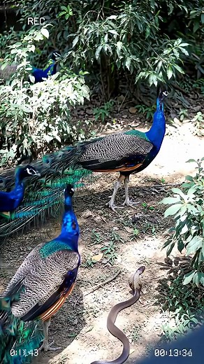 Real cctvt footage of dangerous cobra snake with peacocks group #animal #peacock#riversoundandbird | Rnrose
