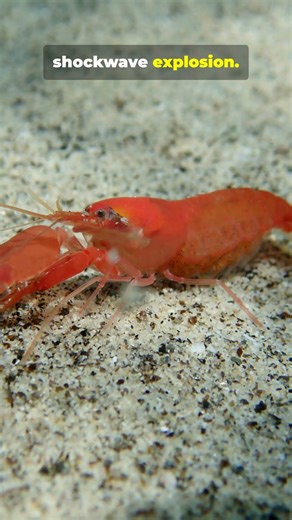 5 Craziest Animal Adaptations