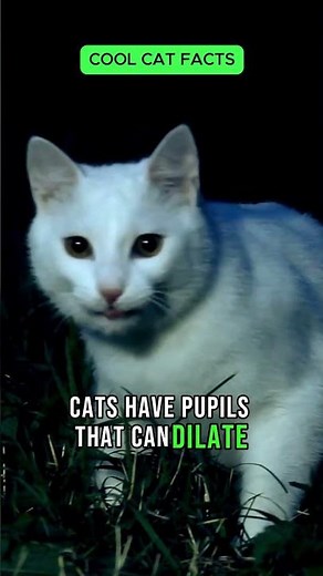 Cat's Eye Magic: Exploring the Science Behind Their Remarkable Night Vision