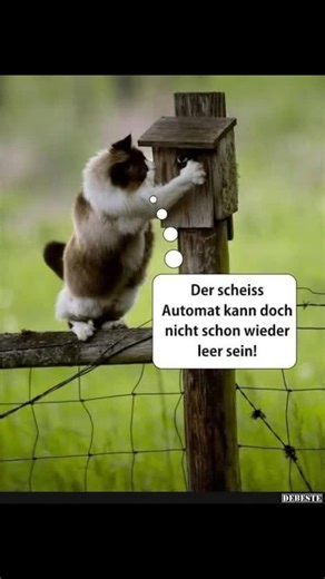 Karl Kirchsteiger (@karl.kirchsteiger)’s videos with Summertime Blues - Brian Setzer