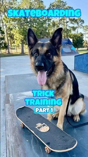 German Shepherd Learning to Skateboard 🛹 Advanced Dog Trick