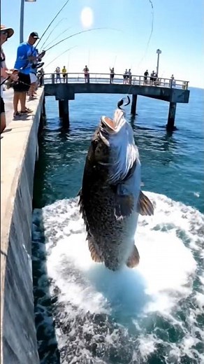 Catching a MONSTER grouper from under the PIER!! 💪 #fishing #bigfish #florida #usa