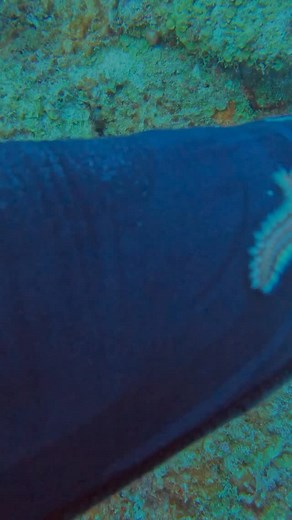 Can you identify what marine animal it is?✅ Let us know in the comments, the sea never stops surprising us. Epsilon Curacao Phone: 599 9 682 8238 Email: info@epsiloncuracao.com #EpsilonCuracao #PADI #Curacao ScubaDiving ScubaCertified AssureDiveCenter CTBCertified | Epsilon Curacao