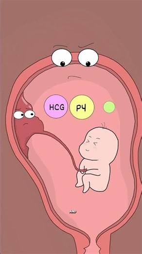 Why Your Hormones Go Crazy During Pregnancy #animation #shorts #facts #health