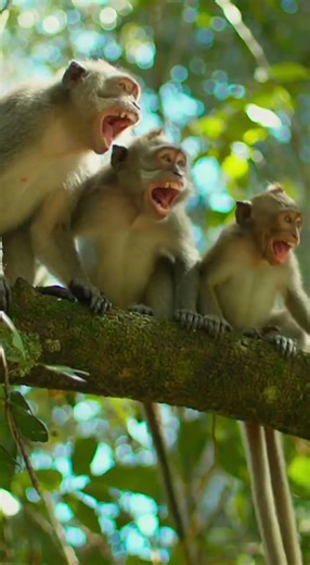 Porcupine vs. Snake—The Most Shocking Wildlife Encounter Ever! 😱