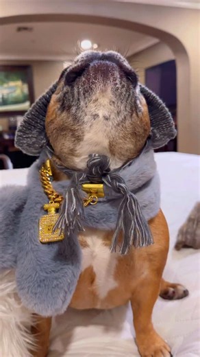 4.5K views · 729 reactions | Awooo ready for sweater weather?? #awoo #howl #howling #purr #growl #bark #sound #song #sing #coco #aww #cute #cutedog #fog #dogsofinstagram #sweater #fall #fallfashion #style #instagood #frenchie #frenchbulldog #frenchiesofinstagram #love | Bekandco | Facebook