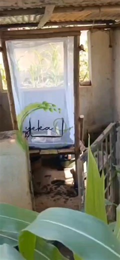 How to setup a love cage What you need: 1. a love cage net 2. Love Cage frame 3. Pupae 4. Container with sponge and water 5. Container with attractant (smelly substance i.e. fish intestines, left over food, rotten fruits/vegetables,etc) 6. Ant traps under the legs of the love cage frame Get a STARTER PACK today on ‪ 256759844406‬ #bsfl #yekaorganicfarms #yof #bsfsetup #chickenfeed