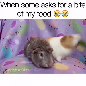 NOPE NOPE NOPE Like our page for MORE funny videos! => OwnagePranks (Original video is from Ponyo Piglet of the Sea) | Ownage Pranks