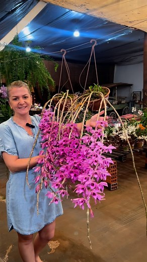Dendrobium Anosmum Tipo Gigante, uma orquídea com flores de beleza e perfume inigualáveis! | Orquidário Maripá