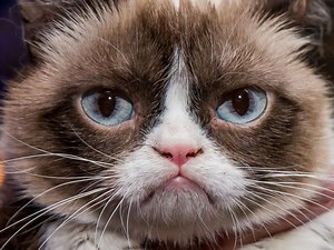 5 Celebrities Who May Be Earning Less Than Grumpy Cat