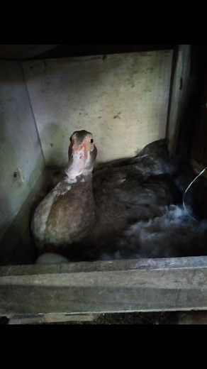 Semedi maning yo ndu' | Dafit