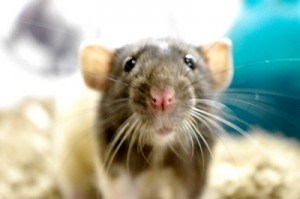 Ferrets, Chinchillas, Hamsters & MORE! | Clark's Pet Emporium