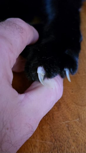 173K views · 4.7K reactions | Hooked 亮 . . . #cat #catsofinstagram #catlover #catoftheday #meow #cats #blackcatsofinstagram #catstagram #longhaire #explorepageready #catsonamps #fblifestyle #metalcats #ねこ #animals #instakitty #minipanther #blackcatsofig #catofinstagram #fluffy #kittylove #instapet #gato #animal #catslife #gatos #fluffycat #кот #metalcats #instacats | Confucius.ninja.kitten | Facebook