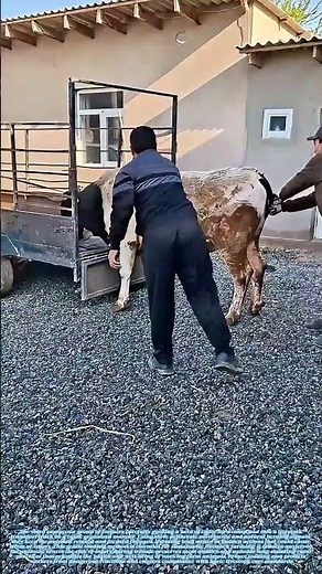 Herding Cattle: How Gentle Loading Ensures Safe Livestock Transport