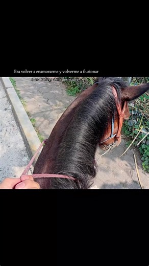 Videos de Anteo (@.anteo1) con “sonido original - Ramses Tapia”