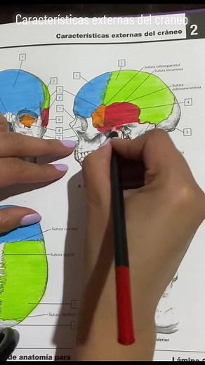 Características externas del cráneo ☠️ #netter #cuadernodeanatomiaparacolorear #netterchallenge #colorear #libroparacolorear #medicina #relajacion #fyp #huesos #cara