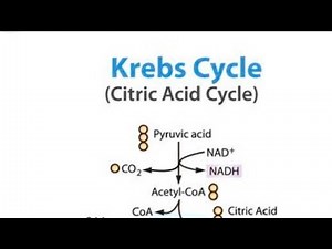 TCA CYCLE/Krebs CYCLE/FULL LECTURES