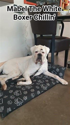 Mabel The White Boxer Chillin' #boxerdog #whitedog #doglife