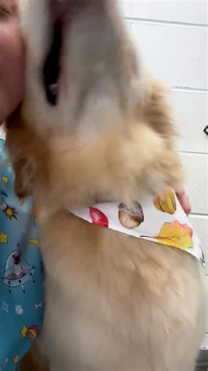 Tender Touch Pet Grooming on Reels