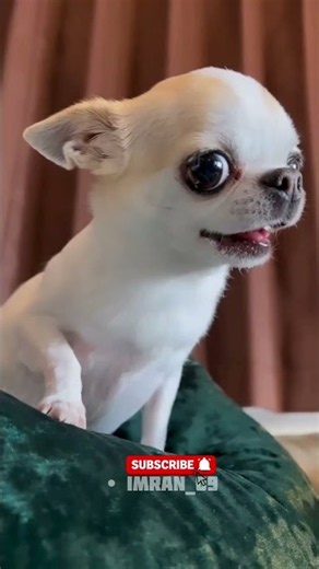 SMALL ANIMAL TRANSFORMATION #animals #transformation
