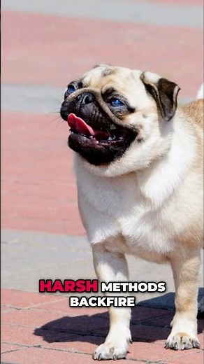 Pug Genius: Can These Adorable Dogs Actually Be Smart? #shorts