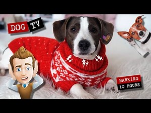 Dog TV with 100 dog videos and dogs barking for 10 hours 🐶
