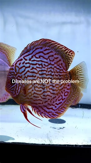 Mastering Healthy Discus Care: Insights and Guidance