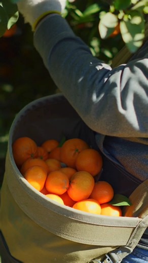 We’re honoring the hands behind every piece of citrus. Happy National Citrus Month! 🍊 #NationalCitrusMonth #CitrusIndustry #Citrus #PeelzCitrus #FowlerPacking | Fowler Packing Company