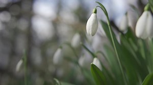 White snowdrops in the early spring in the forest. Beautiful footage of galanthus commonly known as snowdrop. HLG BT.2020