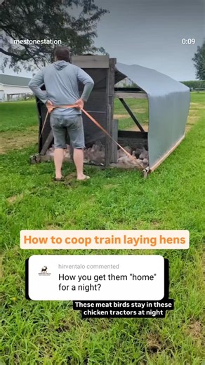 LimeStoneStation on Instagram: "How to coop train laying hens? The goal is for free range laying hens to go to their coop or home at dusk. 1. Lock them in their coop for a couple of days so they learn that it's home. 2. If a few chickens still don't coop up then physically move them at night."