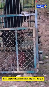 Bear Captured Alive in Khull Adipora, Kulgam Kulgam, August 3: A wild bear was successfully captured alive today in the Khull Adipora area of Kulgam district, thanks to the timely intervention of local residents and the Wildlife Department. The bear had been roaming in the area, creating panic among the locals. Upon receiving information, officials from the Wildlife Department rushed to the spot and, with the active cooperation of local residents, managed to safely tranquilize and capture the an