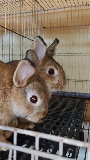 Pasangan Unyu, Jenis Ras Netherland Dwarf