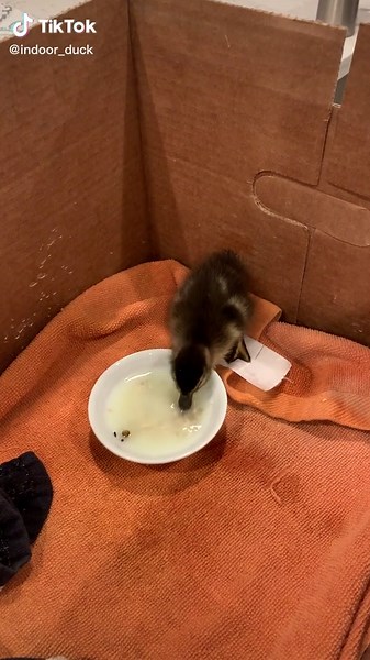 Feeding Baby Ducks: Oatmeal and Water