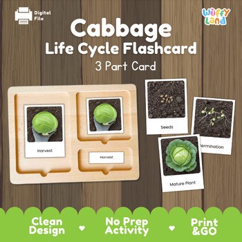 Cabbage Life Cycle Flashcards Montessori 3 Part Cards Science Activity Garden