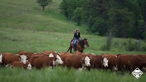 Here’s to unforgettable meals with Certified Hereford Beef. From the pastures to your plate, our Hereford farmers bring you premium beef raised with care and dedication. Choosing Certified Hereford Beef means exceptional quality, local support, and a tradition of excellence that’s lasted generations—Experience the taste of tradition. | Certified Hereford Beef