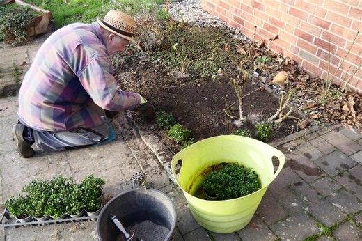 Wenn der Zünsler gesiegt hat: Tipps für den Buchsbaumersatz