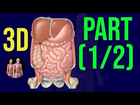 3D Abdomen Pelvis Organs - Quick Revision🔥 | Part 1 | Anatomy Decoded