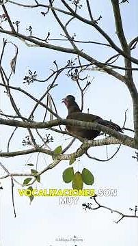 Chachalacas and their powerful vocalizations #birds