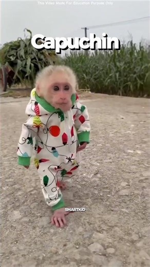 Amazing Capuchin Monkeys