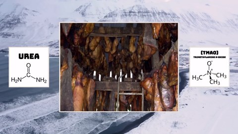 Ranking the most poisonous animals by how fast they can kill you