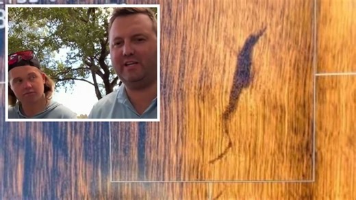 ‘Bloody hell, there’s a croc!’: No evidence of crocodile despite multiple reported sightings