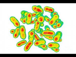 Prevotella Copri; Definition, Classifications, Description, Significance, Disease, Treatment