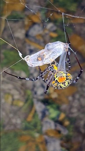 Lightning Speed! The Spider Spins Its WebBefore the Wasp Can React 😱🕸🐝 #spider #wasp