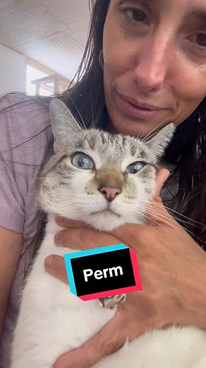 Roo's Whiskers Perm: Feline Style Transformation