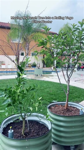 Move Your Peach Tree with Vego Rolling Planter
