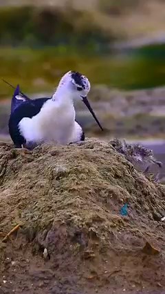 2.2M views · 32K reactions | #Black-winged stilt birds | Review Birds News | Facebook